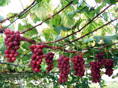 產業文化蜜紅葡萄