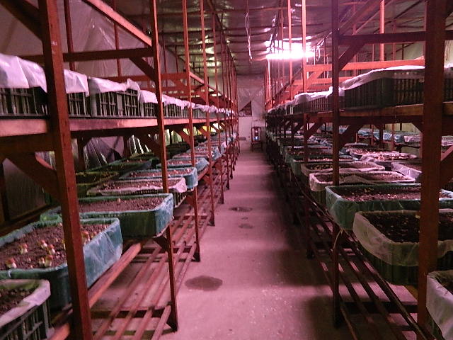 線西特產巴西磨菇-養殖場