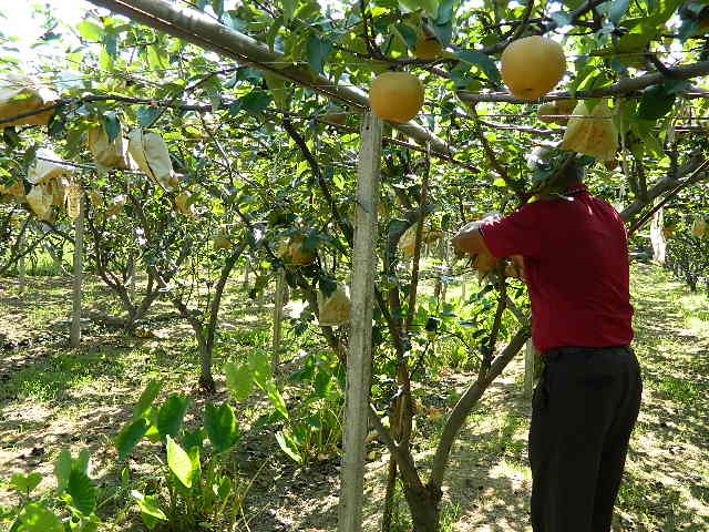 線西特產農民成功種植水果-水梨