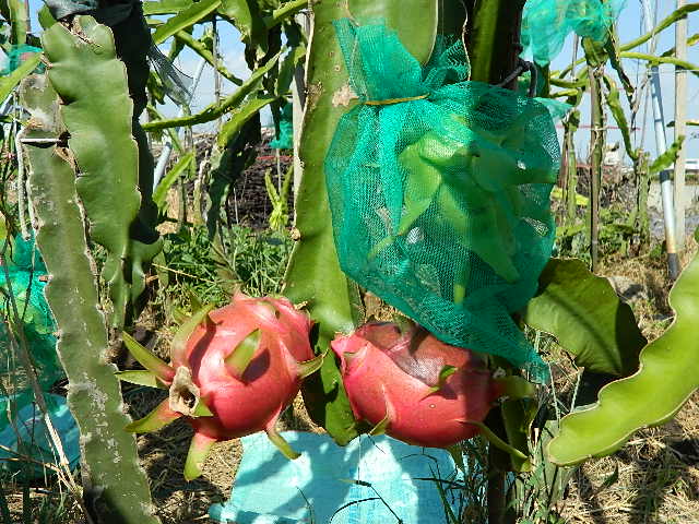 線西特產農民成功種植水果-火龍果