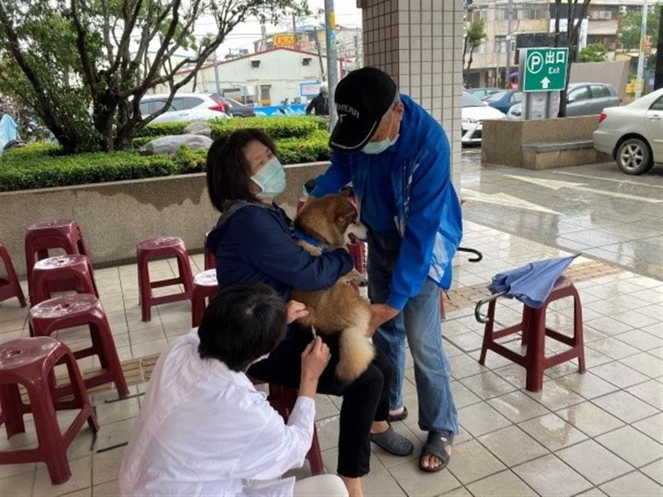 111年度永靖鄉寵物登記及狂犬病疫苗預防注射活動獸醫細心幫寵物接種疫苗