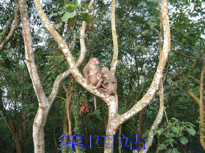 輕裝悠閒一日遊【登山型】台灣彌猴