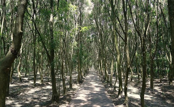 苗木園區為全國最大的平地森林公園，園內為芬多精步道，樹木種類繁多，是散步休息的好去處。