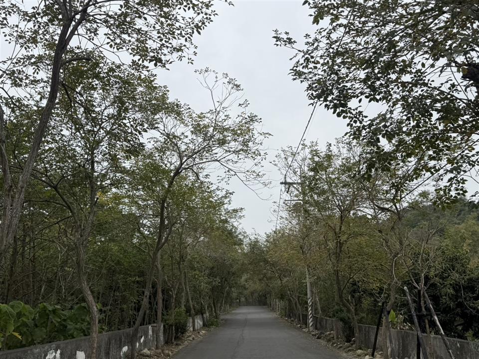 彰化二水~2025坑內坑森林步道，黃花風鈴木隧道最新花況0224花況02