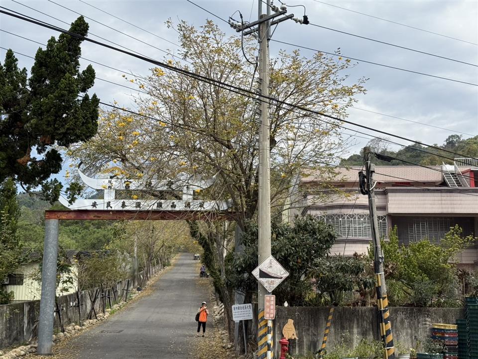 彰化二水~2025坑內坑森林步道，黃花風鈴木隧道最新花況0303花況01(已逐漸開花)