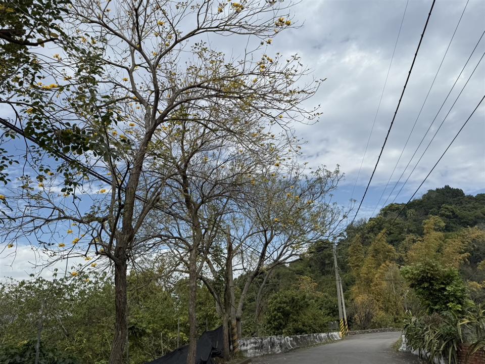 彰化二水~2025坑內坑森林步道，黃花風鈴木隧道最新花況0303花況02