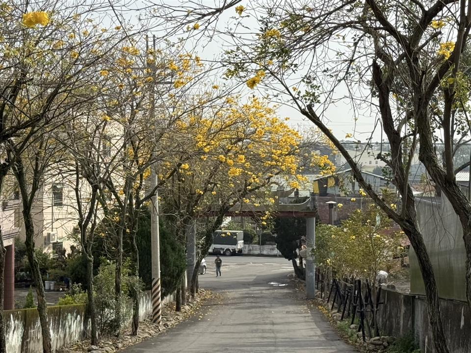 彰化二水~2025坑內坑森林步道，黃花風鈴木隧道最新花況0305花況01