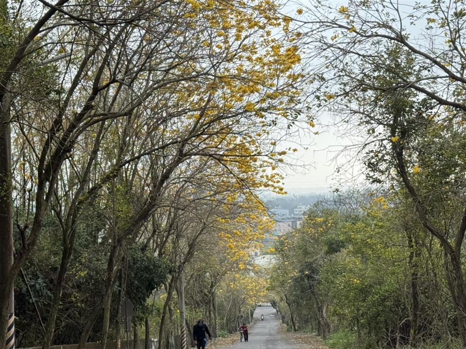 彰化二水~2025坑內坑森林步道，黃花風鈴木隧道最新花況0305花況02