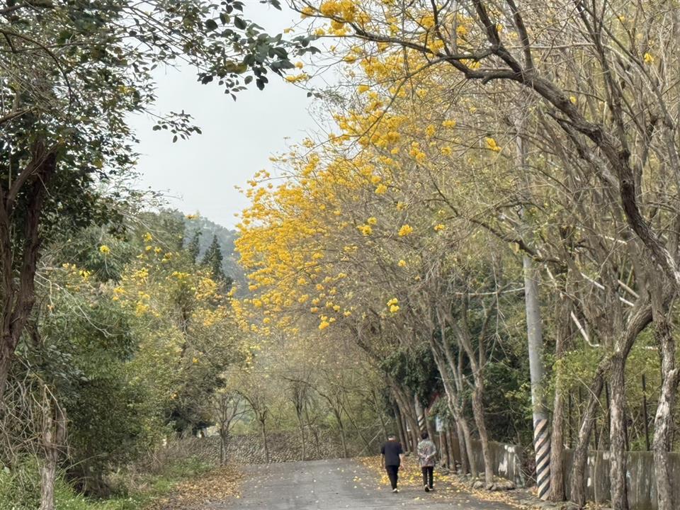 彰化二水~2025坑內坑森林步道，黃花風鈴木隧道最新花況0305花況03