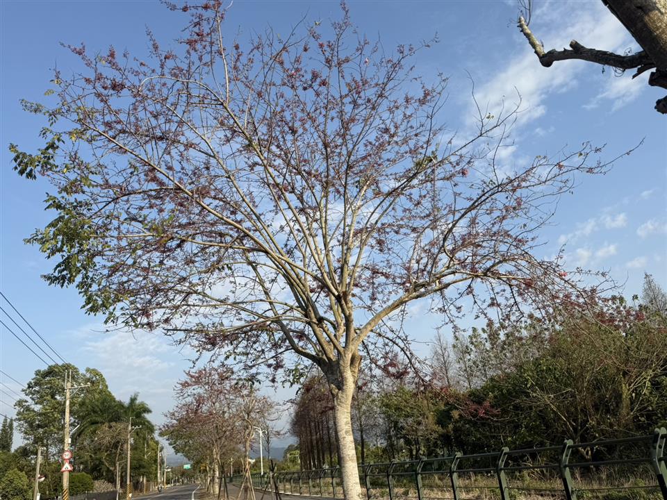 彰化二水~2025花旗木最新花況1140320花況01