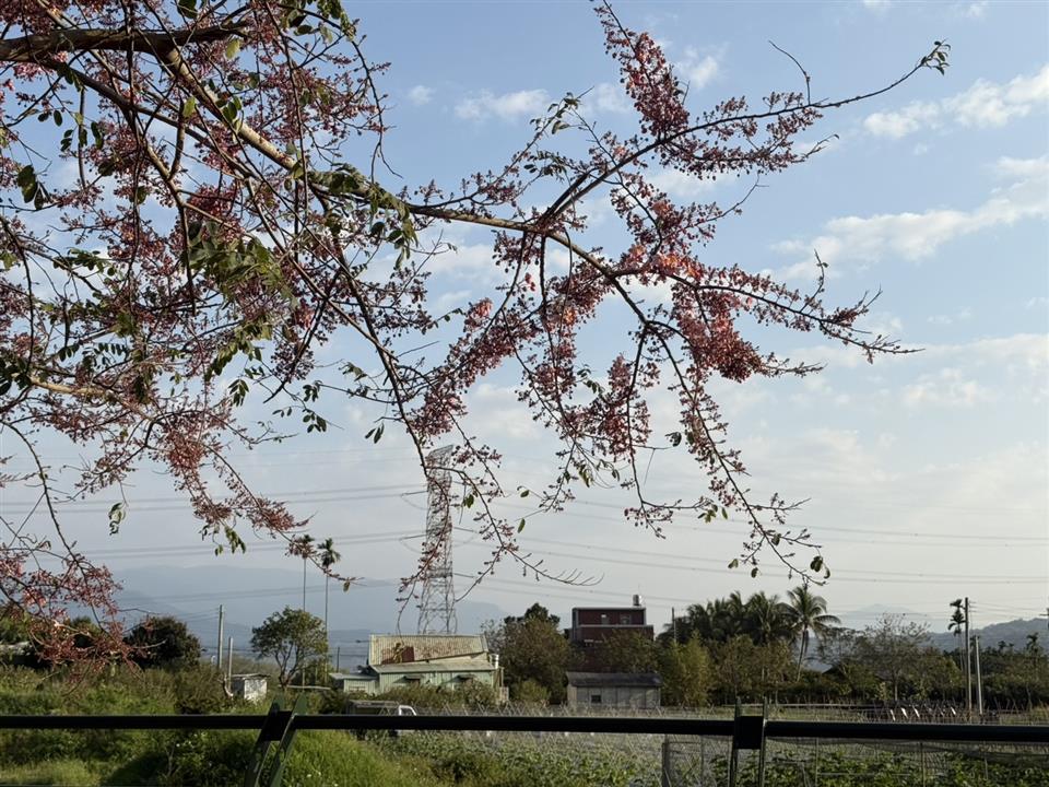 彰化二水~2025花旗木最新花況1140320花況02
