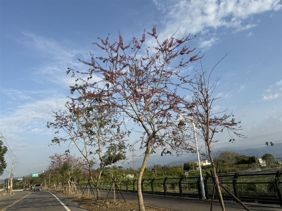 彰化二水~2025花旗木最新花況1140320花況03