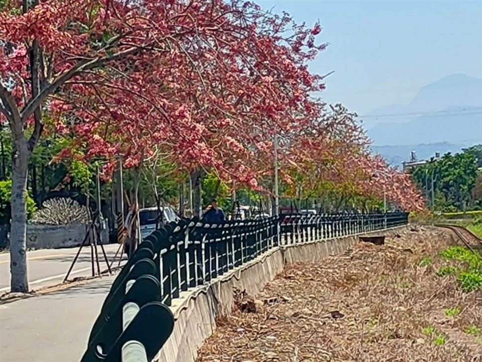 彰化二水~2025花旗木最新花況1140327花況01