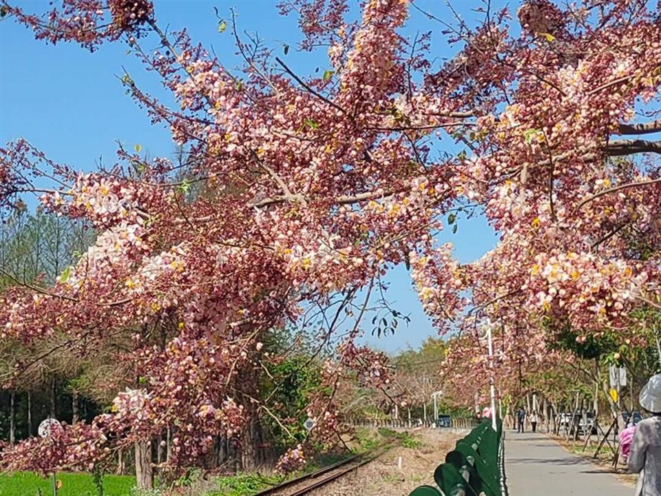 彰化二水~2025花旗木最新花況1140327花況02