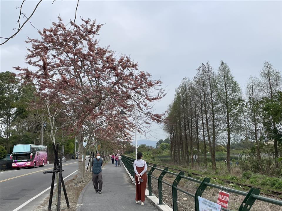 彰化二水~2025花旗木最新花況1140328花況01