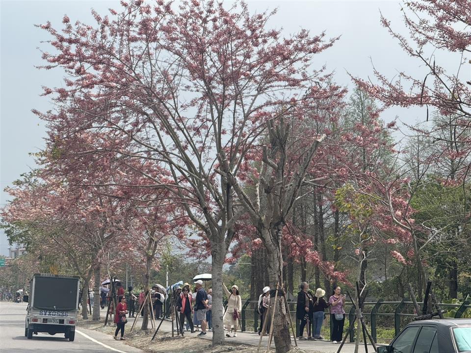 彰化二水~2025花旗木最新花況1140328花況02