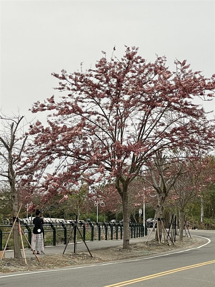 彰化二水~2025花旗木最新花況1140329花況01