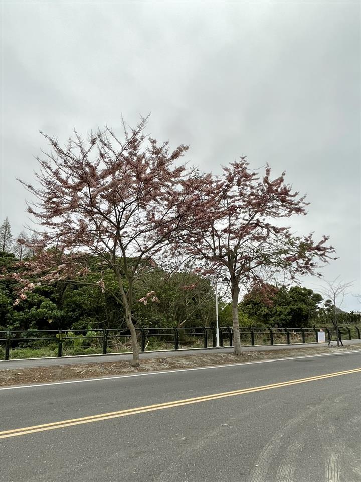 彰化二水~2025花旗木最新花況1140329花況02