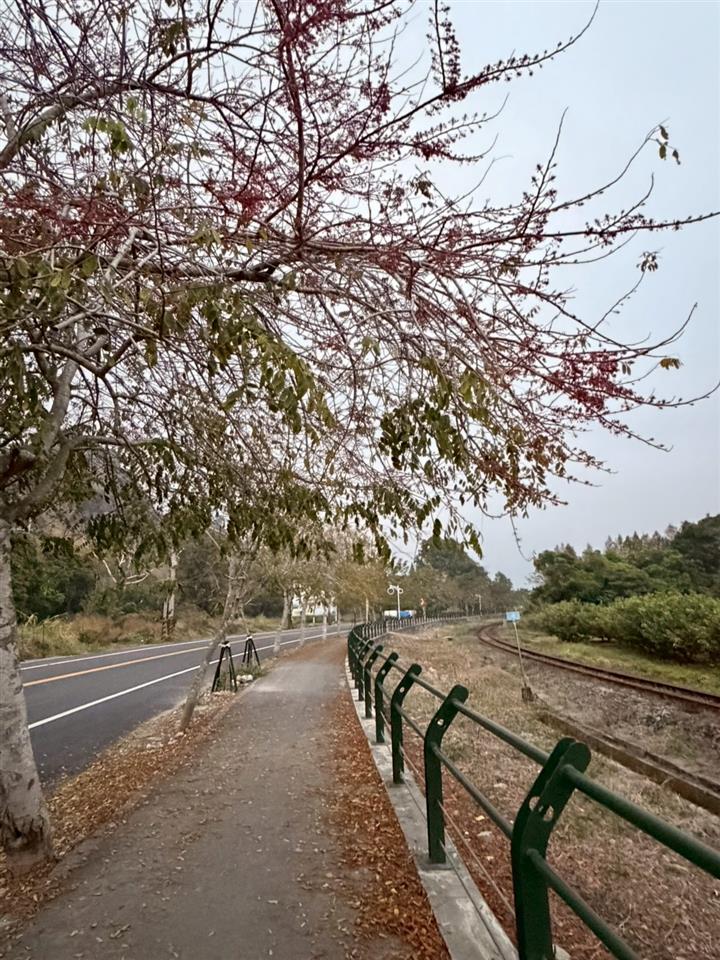 彰化二水~2026花旗木最新花況(敬請期待)1150301花況01