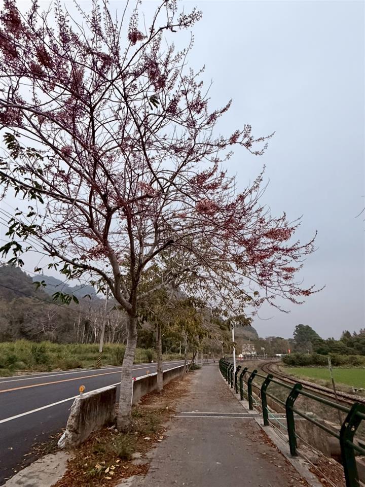 彰化二水~2026花旗木最新花況(敬請期待)1150301花況02