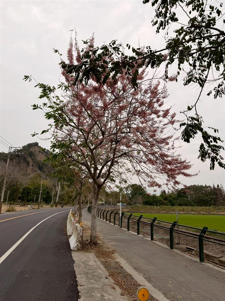 彰化二水~2026花旗木最新花況(敬請期待)1150309花況01