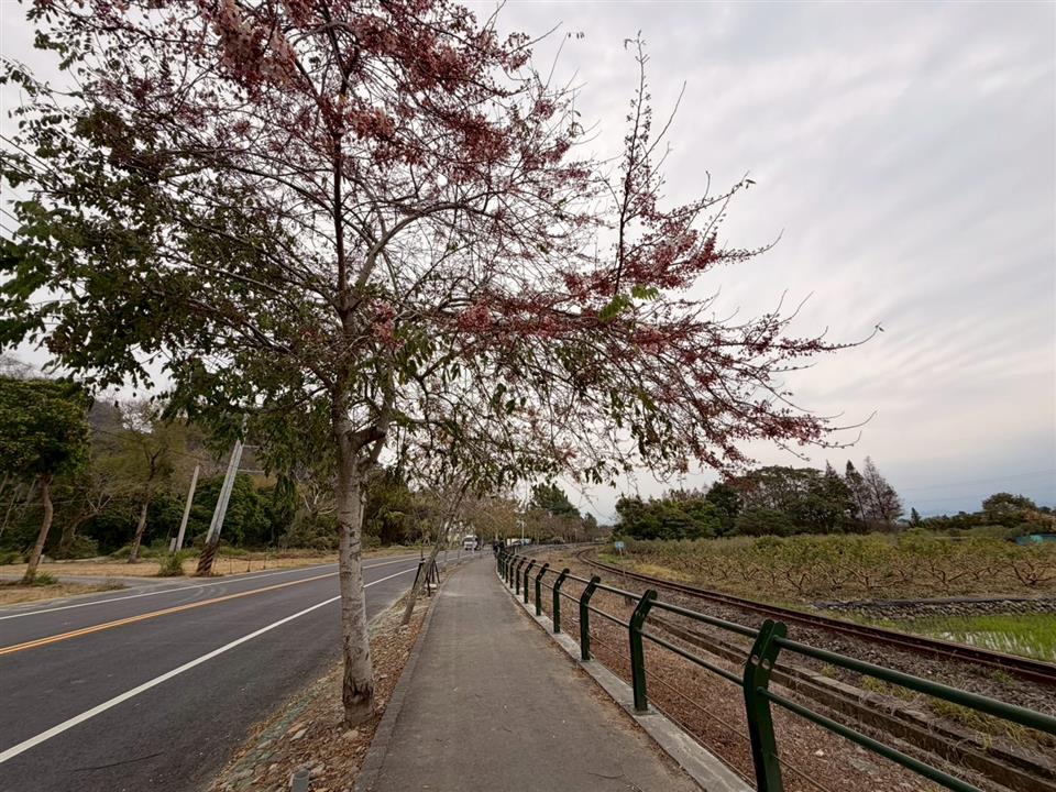彰化二水~2026花旗木最新花況(敬請期待)1150309花況02