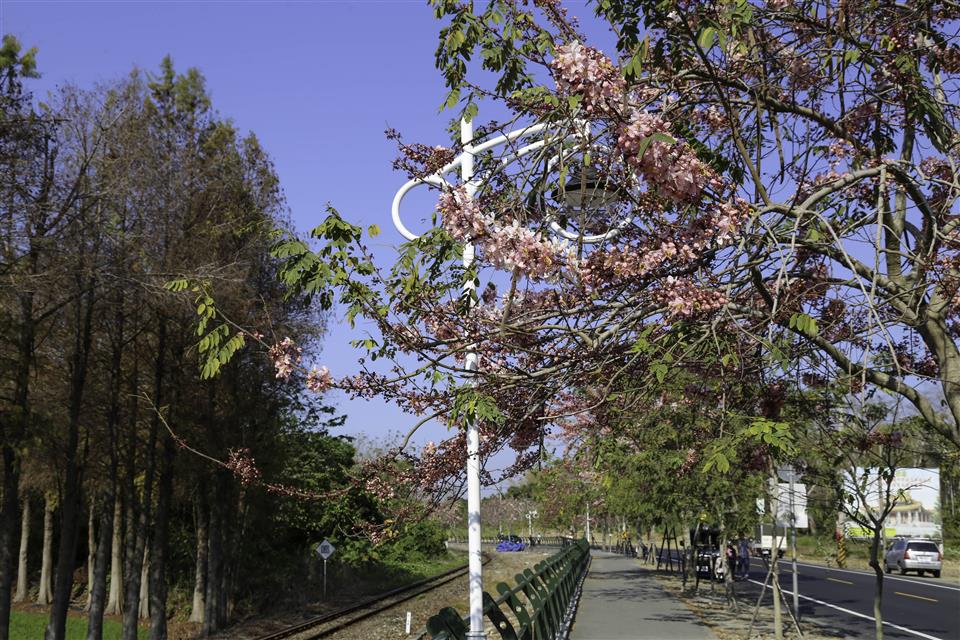 彰化二水~2026花旗木最新花況(敬請期待)0318花況01