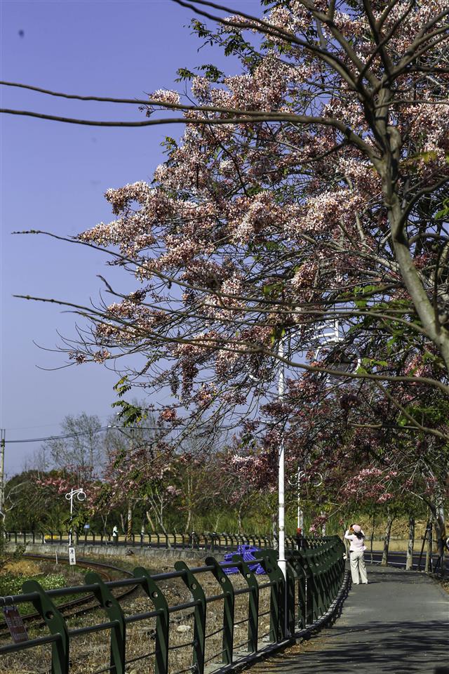 彰化二水~2026花旗木最新花況(敬請期待)0318c花況02